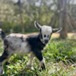 Meet your Posher, Zoe